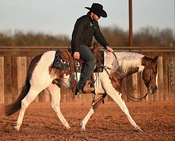 ranch-versatility-paint-horse