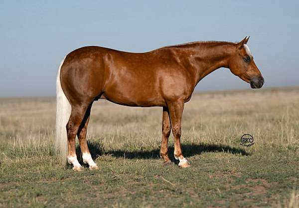 athletic-quarter-pony