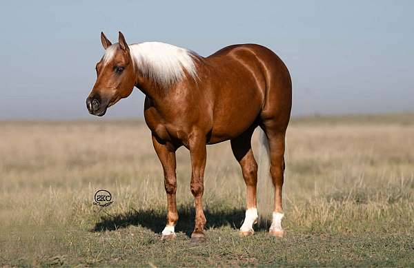 flashy-quarter-pony