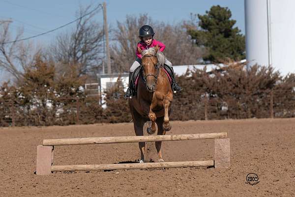 ranch-quarter-pony
