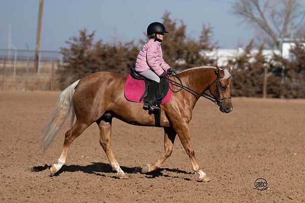 reining-quarter-pony
