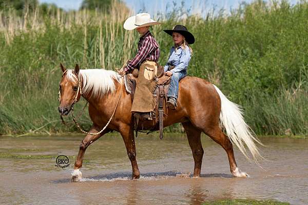 show-quarter-pony