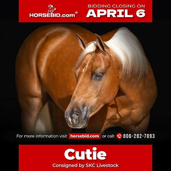 all-around-quarter-pony