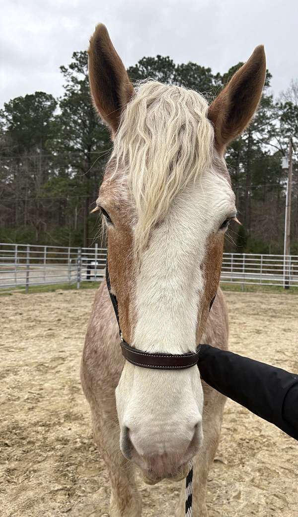 16-hand-belgian-gelding