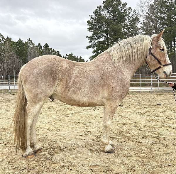 red-roan-gelding-for-sale