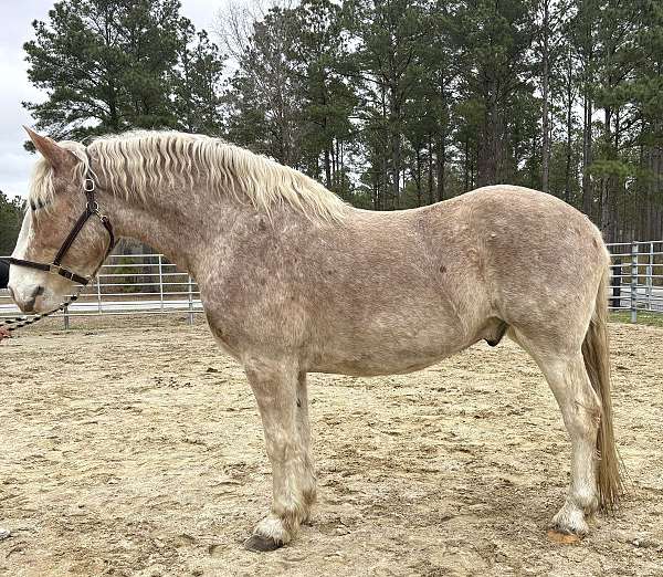 red-roan-belgian-gelding