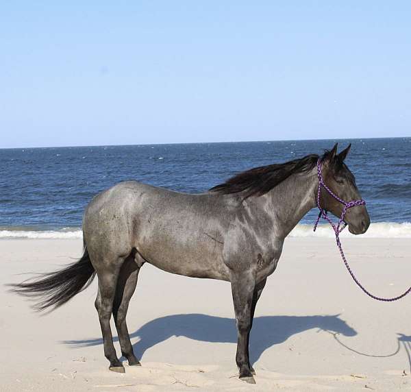 blue-roan-ridden-pony