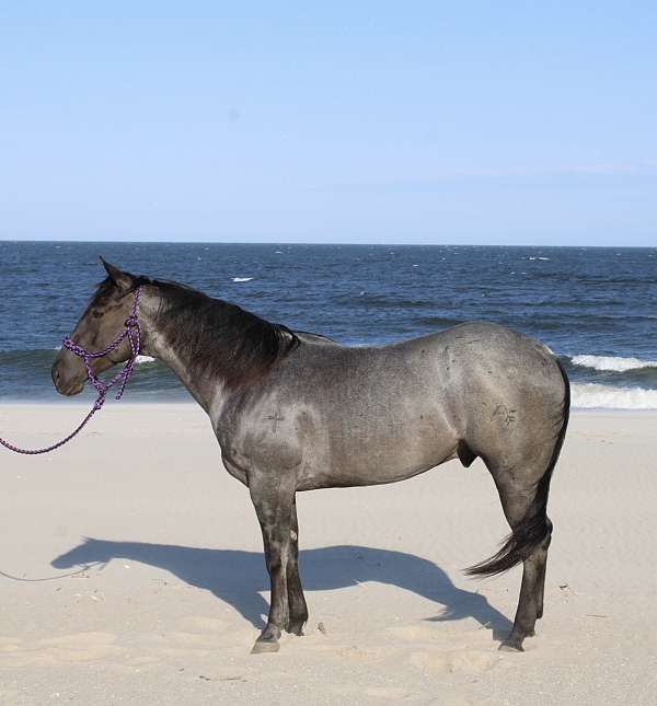 none-pony