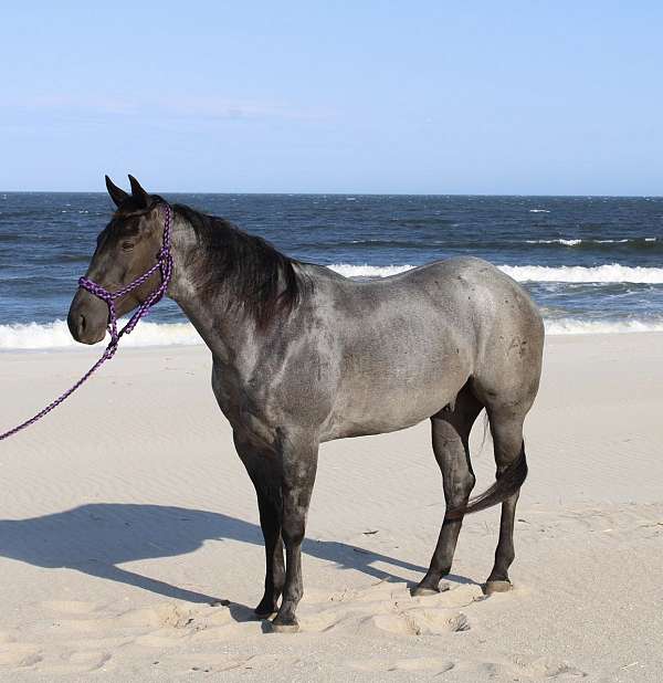 blue-roan-none-pony