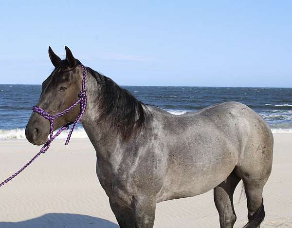 all-around-quarter-pony