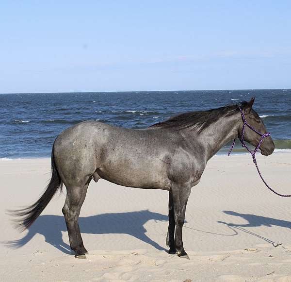 barrel-racing-quarter-pony
