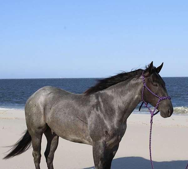 beginner-quarter-pony
