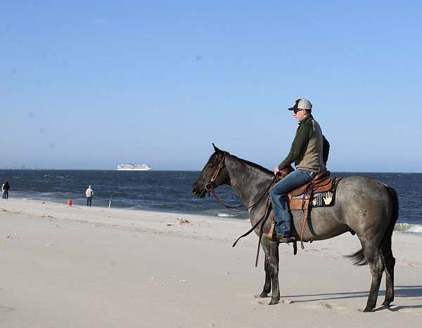 calf-roping-quarter-pony