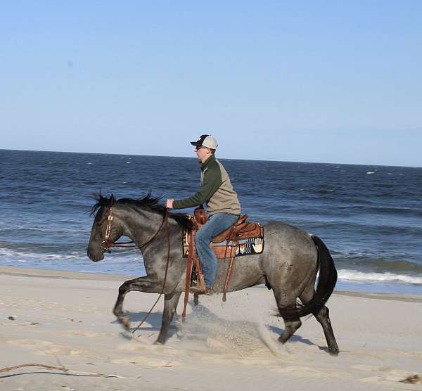 dressage-quarter-pony