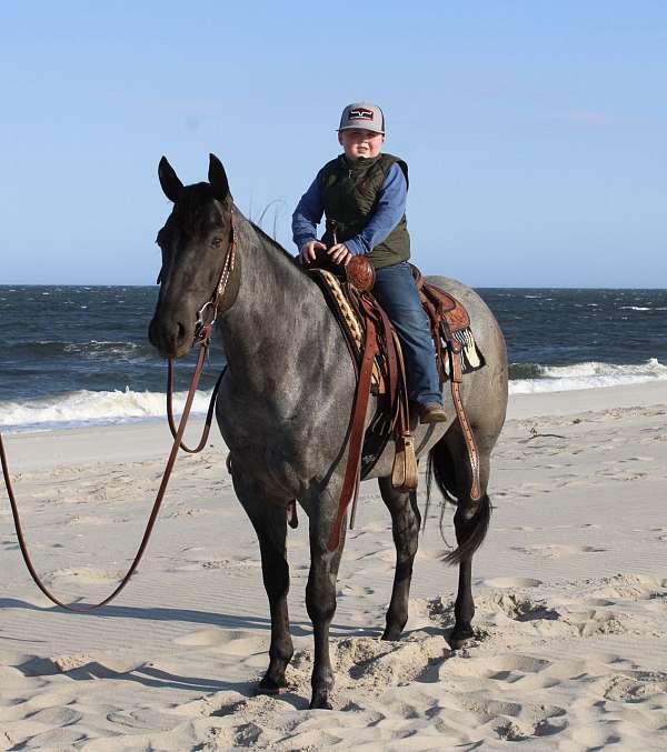 english-pleasure-quarter-pony