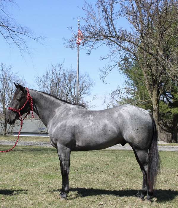 experienced-quarter-pony
