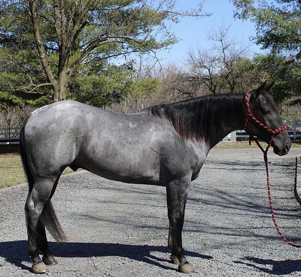 husband-safe-quarter-pony