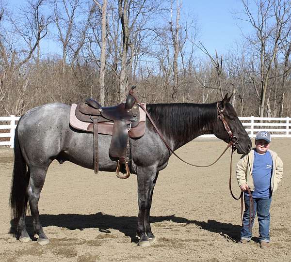 jumping-quarter-pony