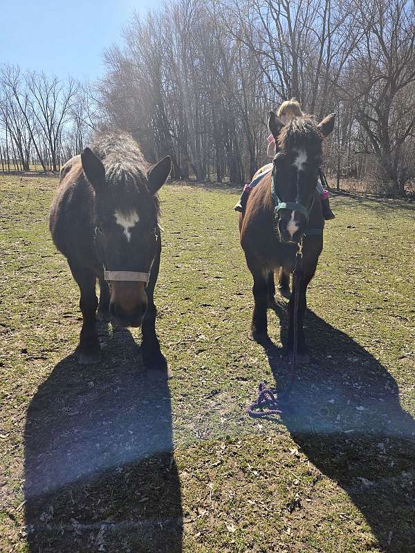 draft-percheron-horse