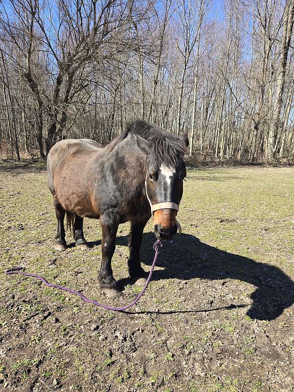 halter-percheron-horse