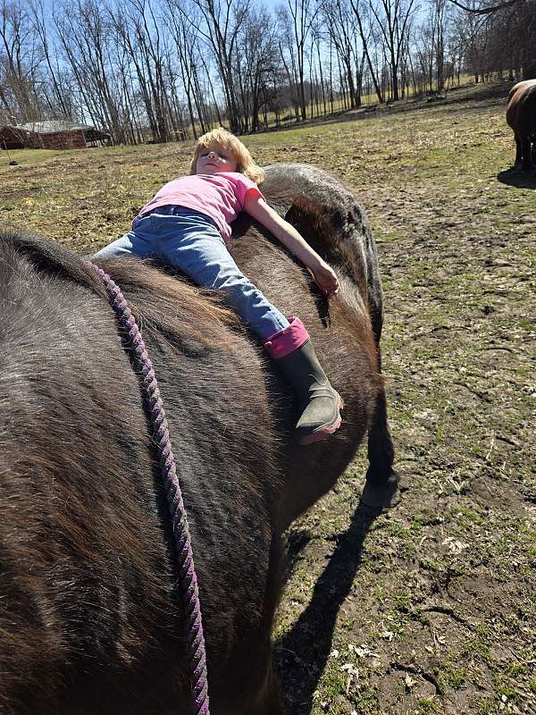 harness-percheron-horse