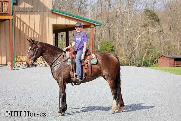 team-pen-percheron-horse