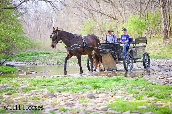 all-around-percheron-horse