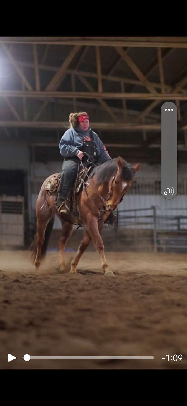 quarter-horse