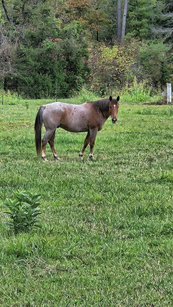 quarter-horse-gelding