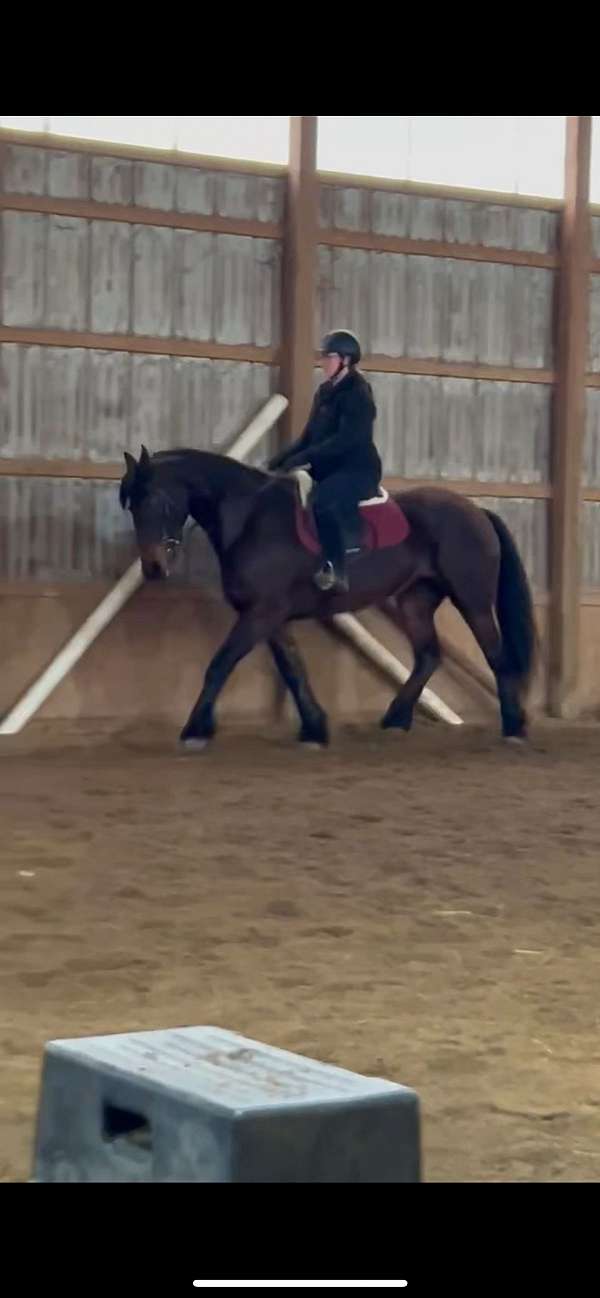 all-around-friesian-horse