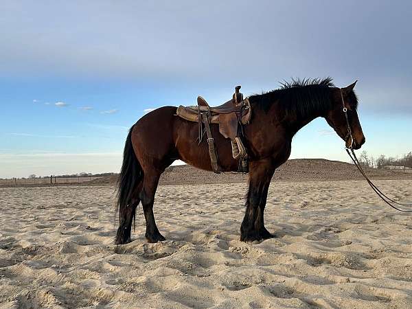 bay-all-around-horse