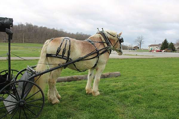 all-around-belgian-horse