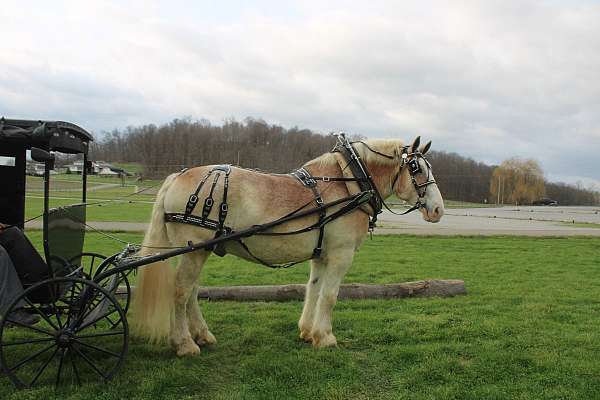beginner-belgian-horse