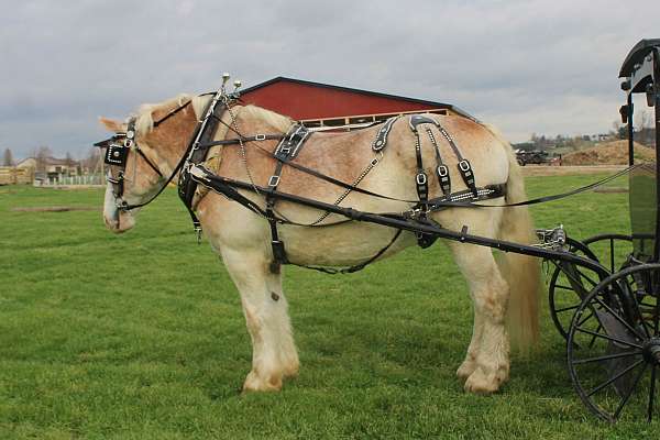 driving-belgian-horse