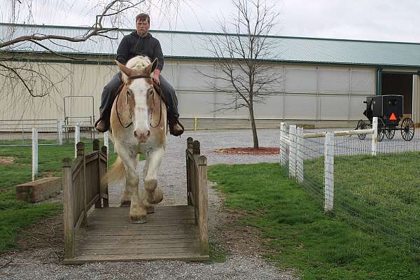 husband-safe-belgian-horse