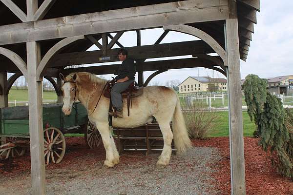 kid-safe-belgian-horse