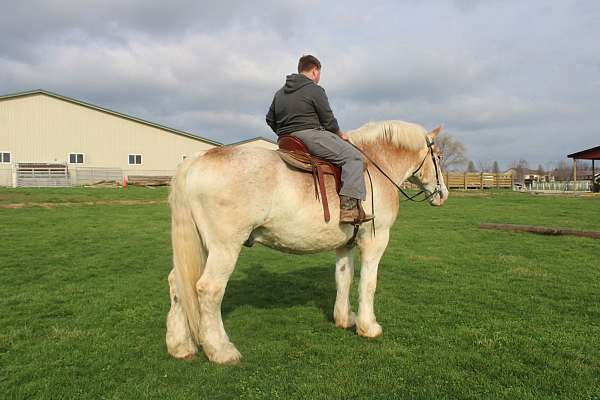 parade-belgian-horse