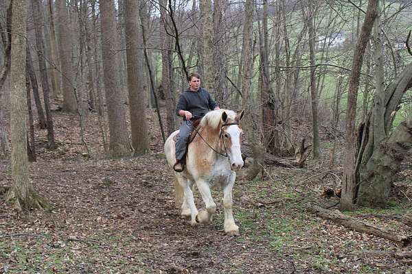 trail-belgian-horse