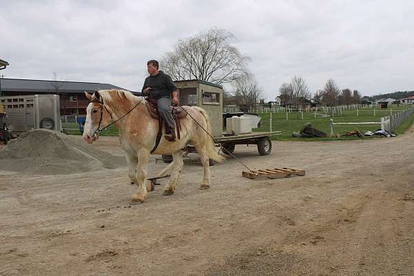 trail-riding-belgian-horse