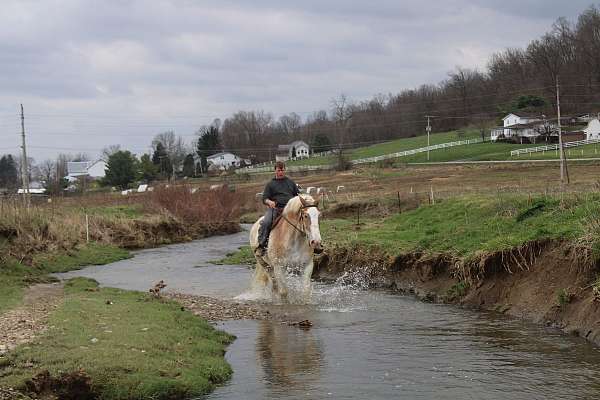 western-riding-belgian-horse