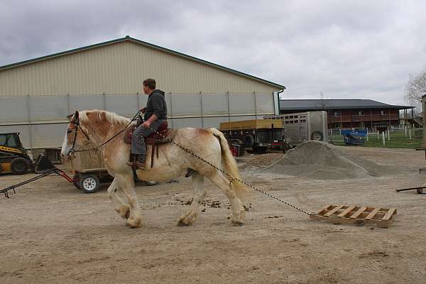 all-around-gelding