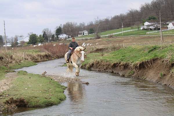 beginner-gelding