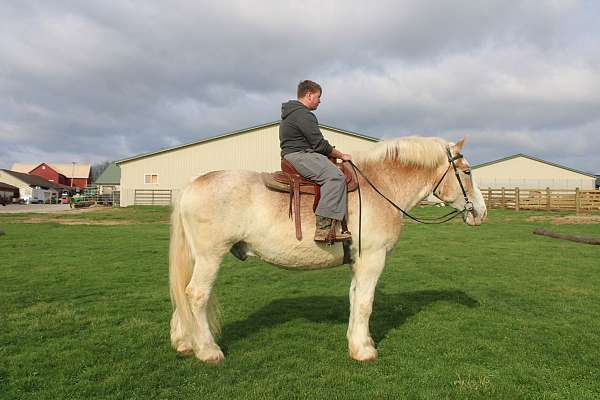 white-strip-mane-tail
