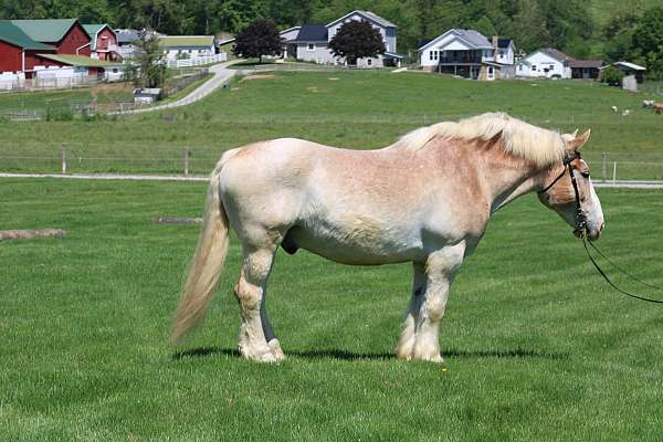 team-driving-belgian-horse