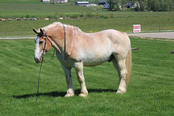 white-strip-mane-tail-horse