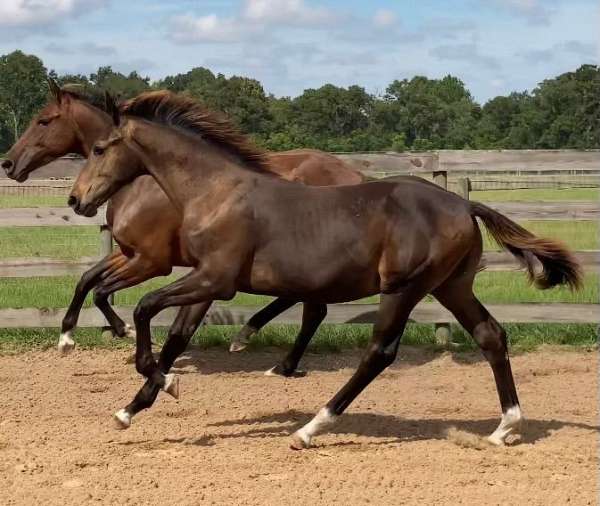 breeding-program-hanoverian-horse