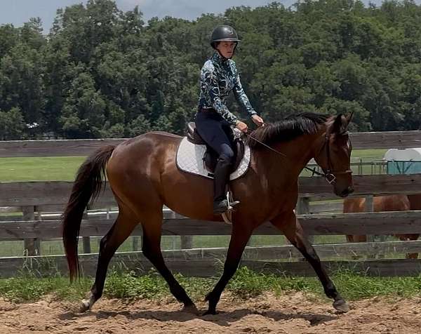 approved-stallion-oldenburg-horse