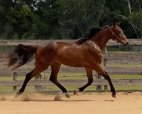 available-oldenburg-horse