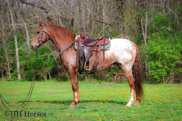 all-around-appaloosa-horse