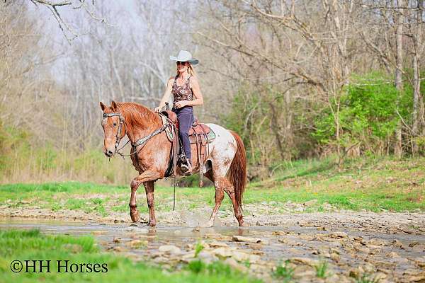athletic-appaloosa-horse
